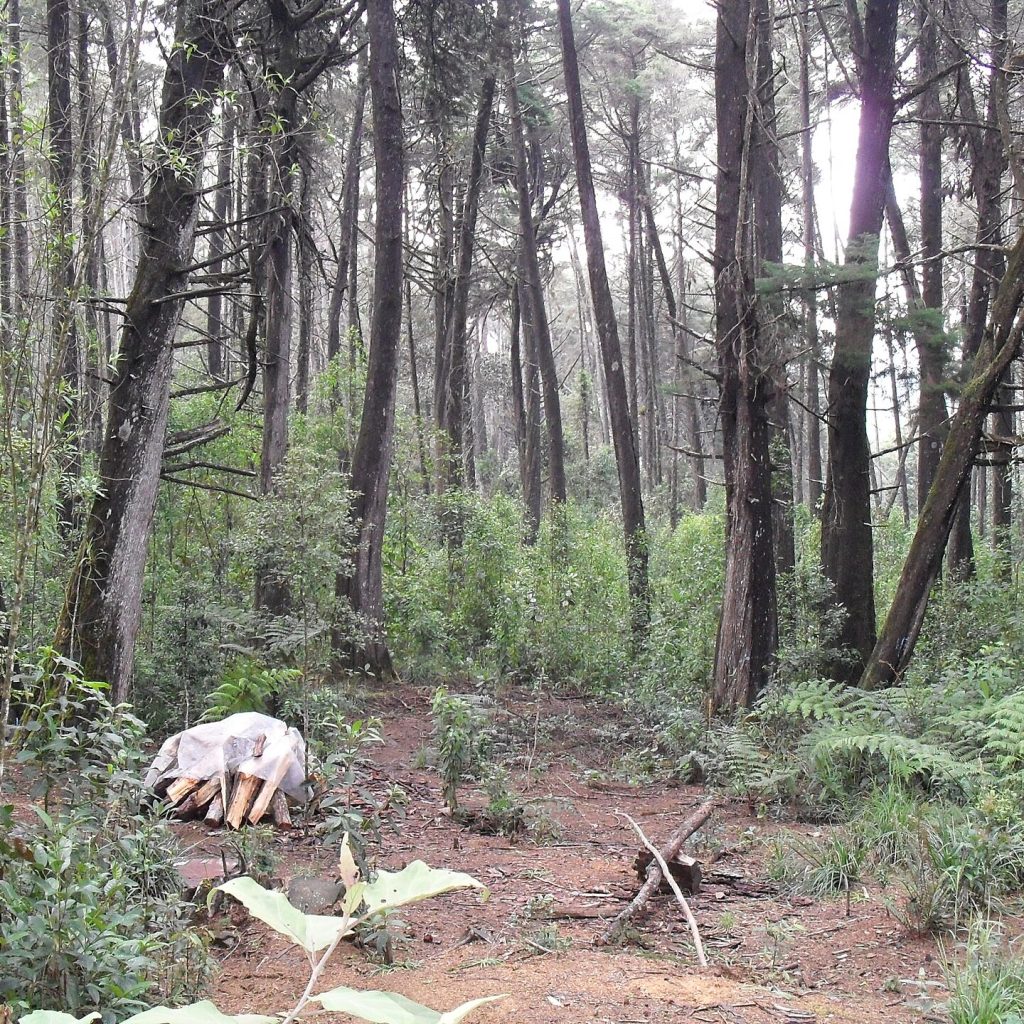 Naturaleza en el Parque Arví cerca de Medellín