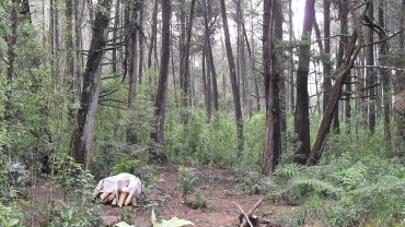 Naturaleza en el Parque Arví cerca de Medellín
