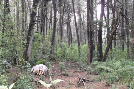 Naturaleza en el Parque Arví cerca de Medellín